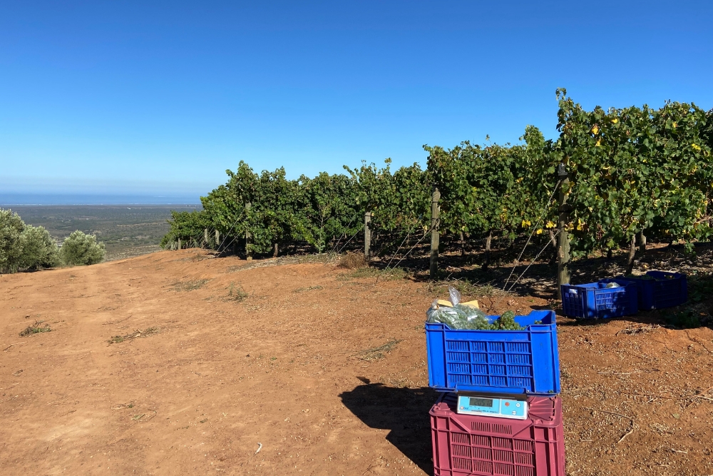 Alexanderfontein Rootstock