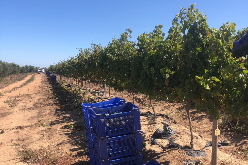 Alexanderfontein Sauvignon Blanc Clone Demo
