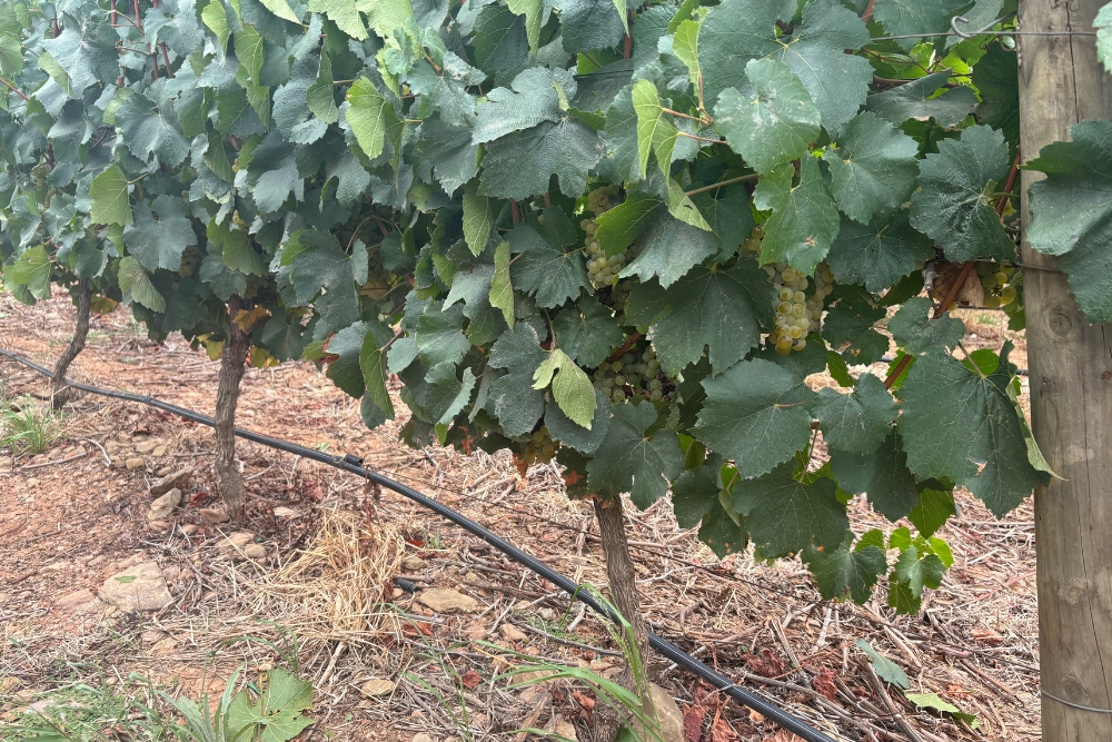 Bon Vallon Chardonnay Clone Demo