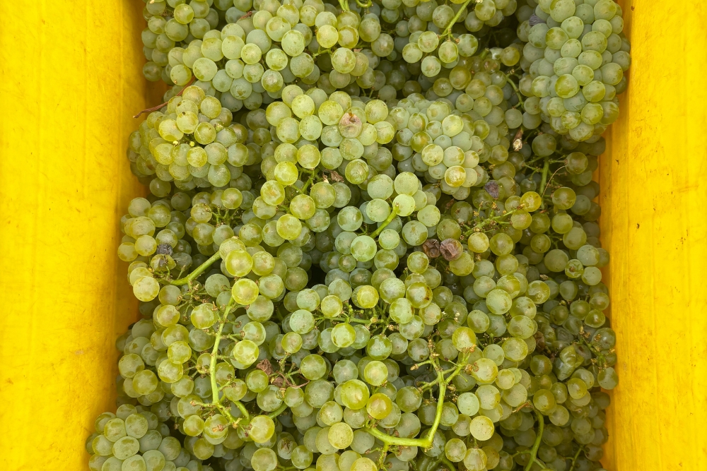 Bon Vallon Chardonnay Clone Demo