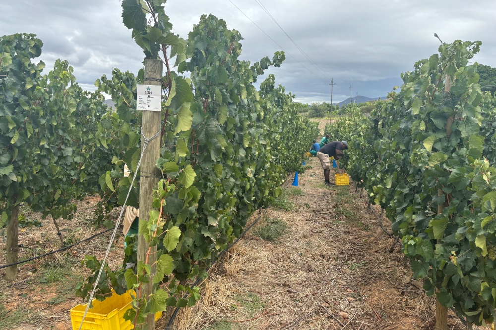 Bon Vallon Chardonnay Clone Demo