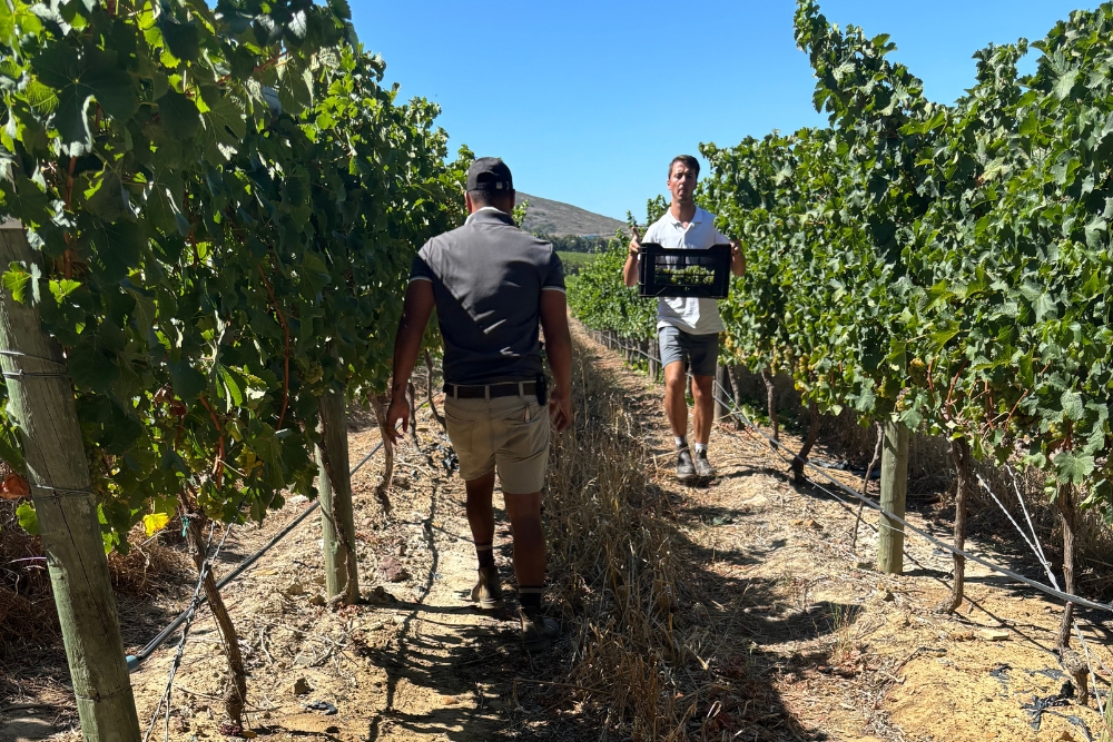 De Grendel Sauvignon Blanc Clone Demo