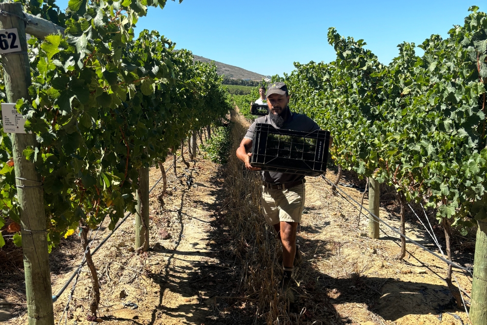 De Grendel Sauvignon Blanc Clone Demo