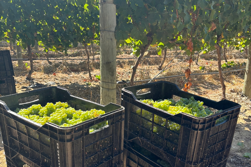 De Grendel Sauvignon Blanc Clone Demo