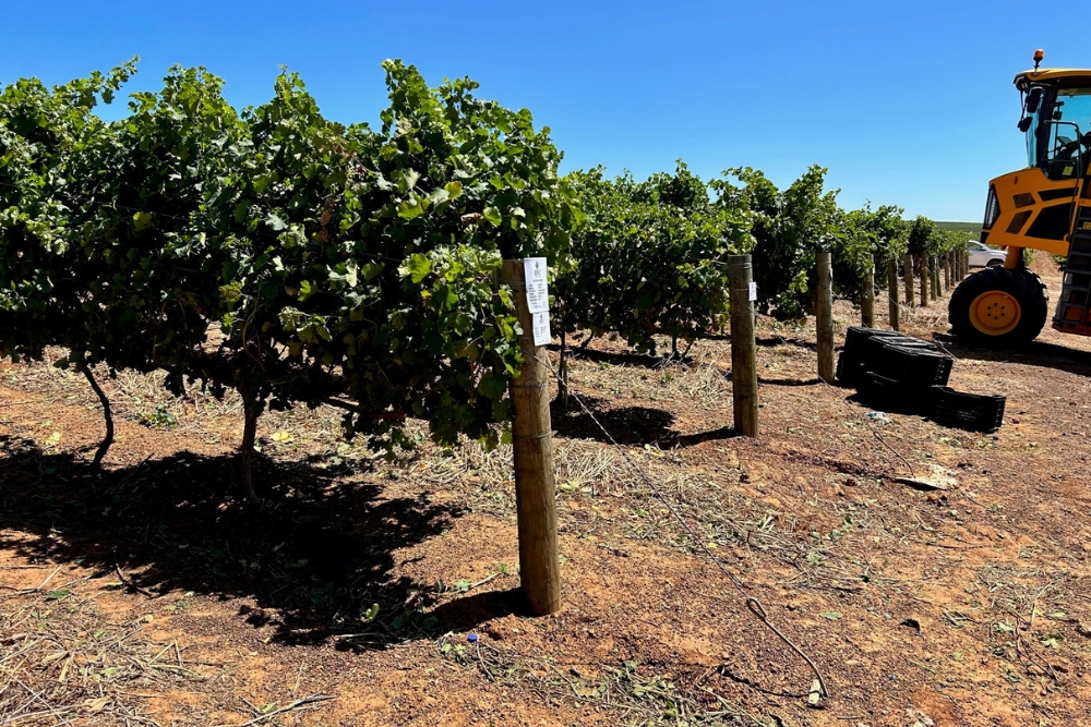 Diemersdal Rootstock Demo