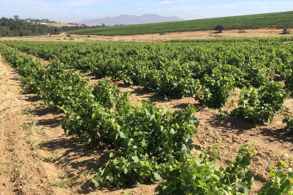 Eenzaamheid Chenin Blanc