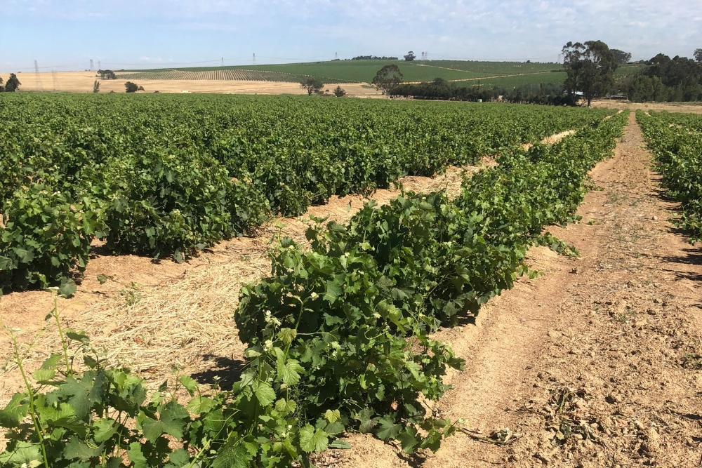 Eenzaamheid Chenin Blanc