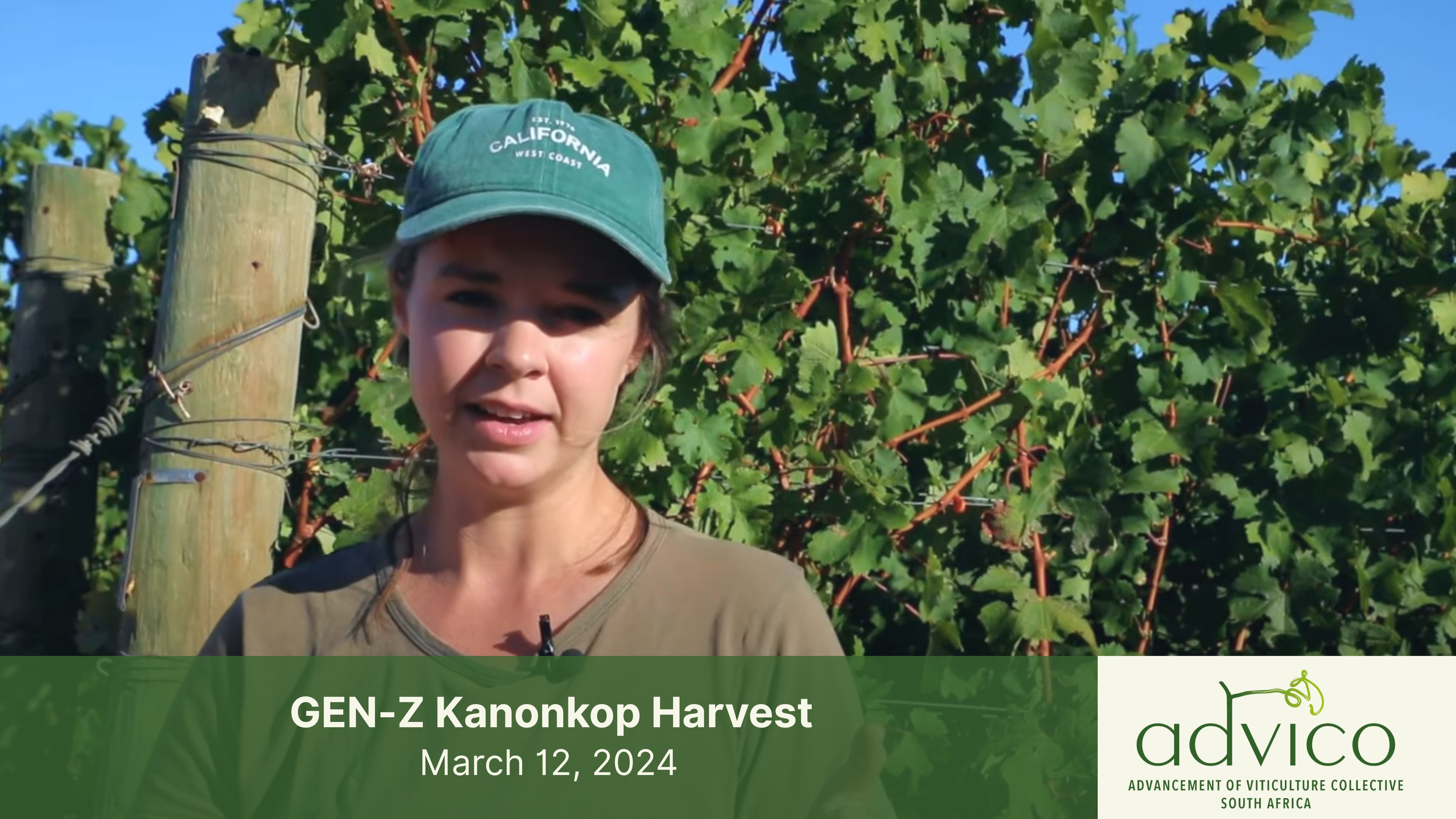 Kanonkop Harvest 2024