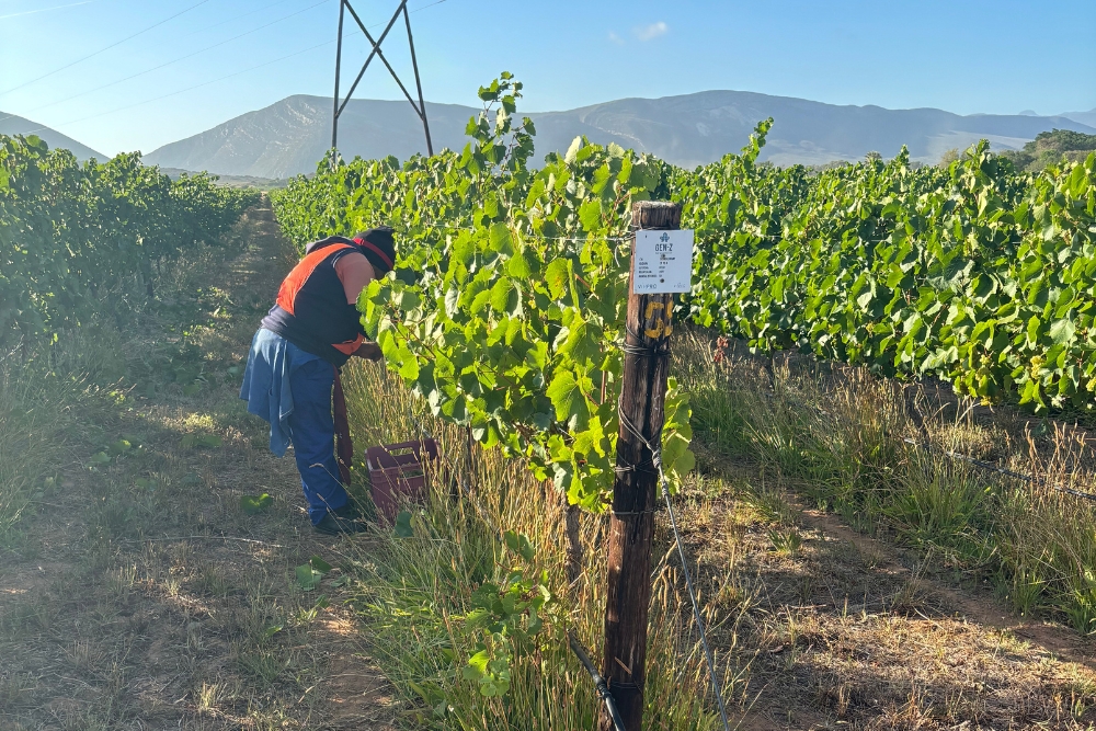 Graham Beck Chardonnay Clone Demo