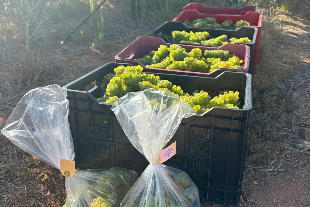 Graham Beck Chardonnay Clone Demo