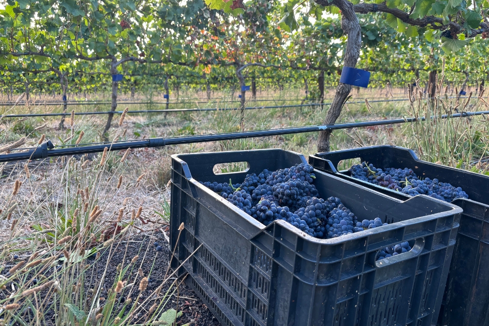Graham Beck Pinot noir Clone Demo