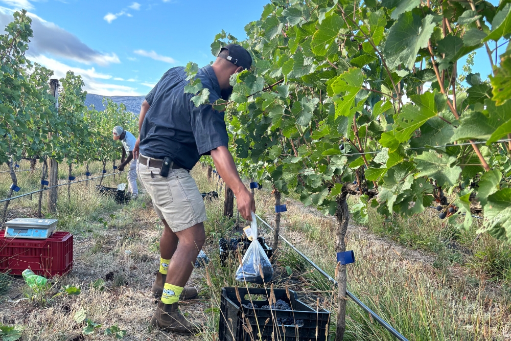 Graham Beck Pinot noir Clone Demo