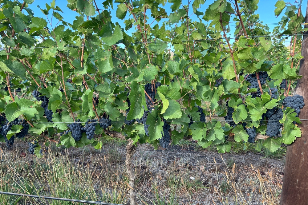 Graham Beck Pinot noir Clone Demo