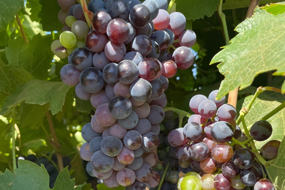 Carignan Knolfontein White &amp; Red Cultivar Demo