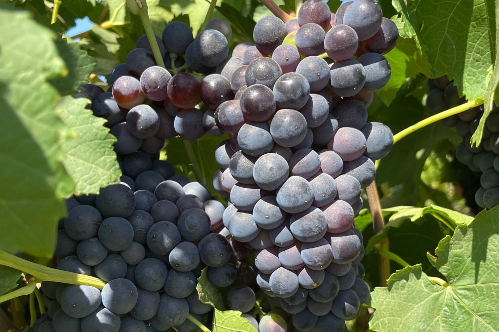 Durif Knolfontein White &amp; Red Cultivar Demo