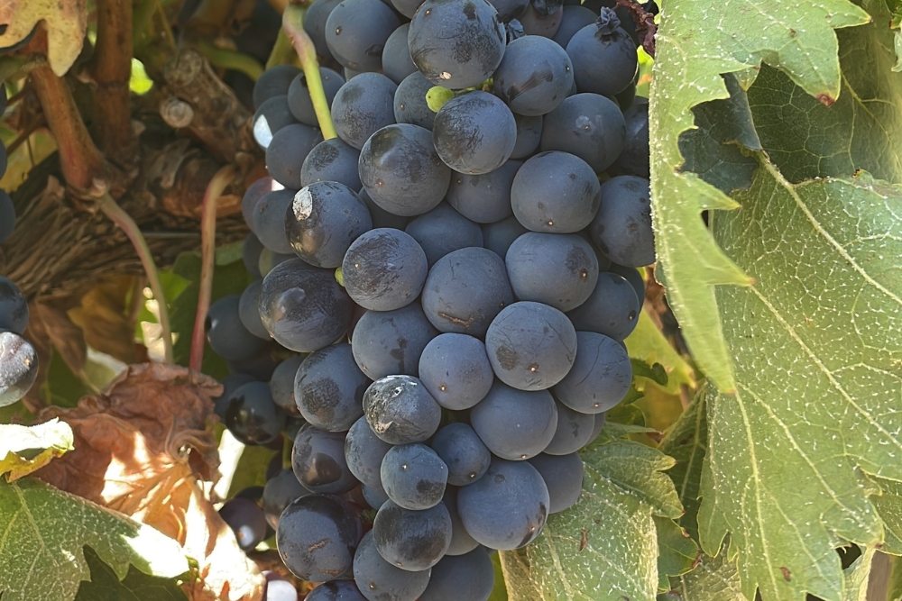 Temperanillo Knolfontein White &amp; Red Cultivar Demo