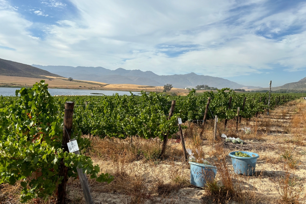 Jonkersrivier Sauvignon Blanc Rootstock Demo