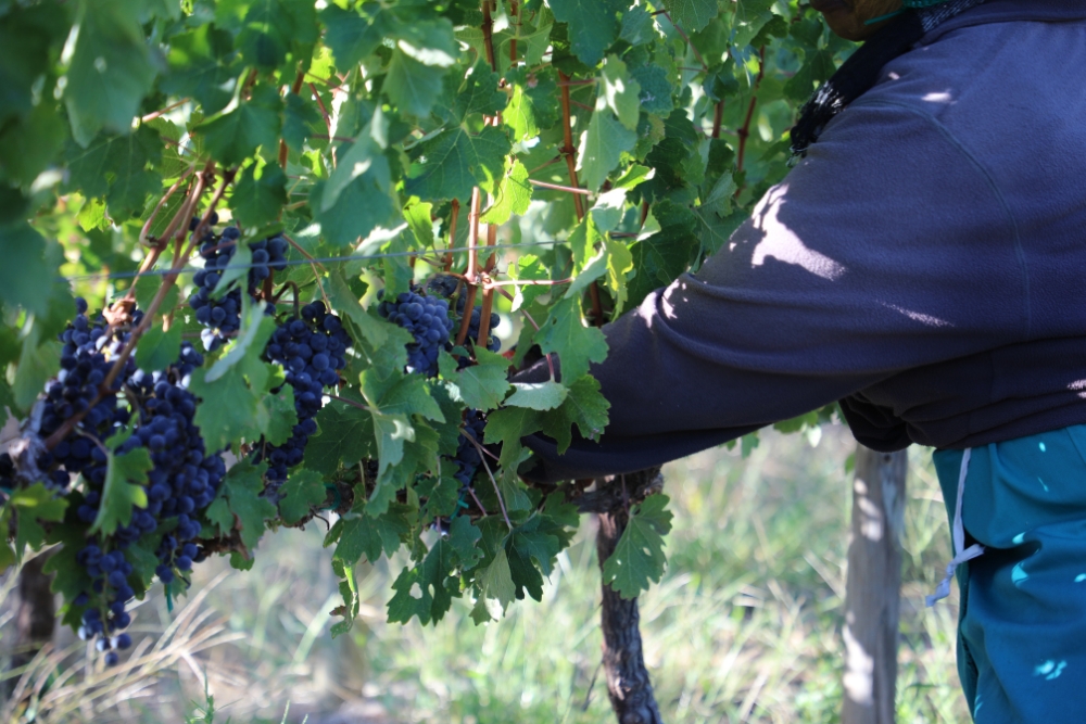 Kanonkop Cabernet Sauvignon Clone Demo