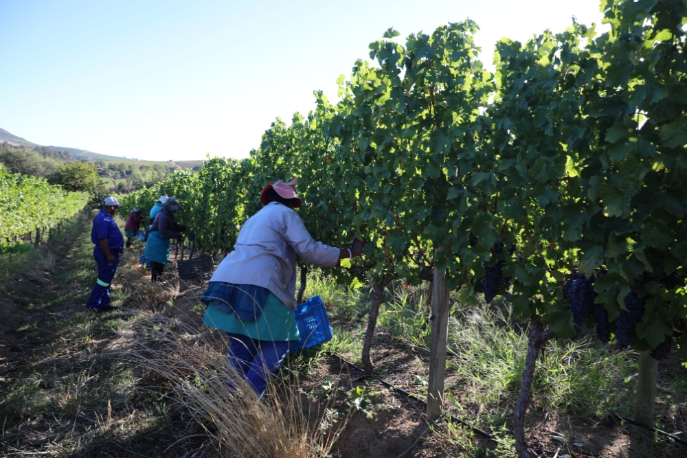 Kanonkop Cabernet Sauvignon Clone Demo