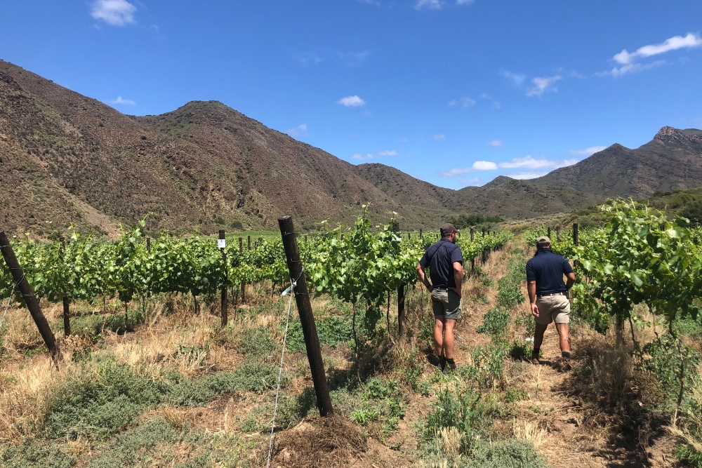 Montagu White Cultivar Demo