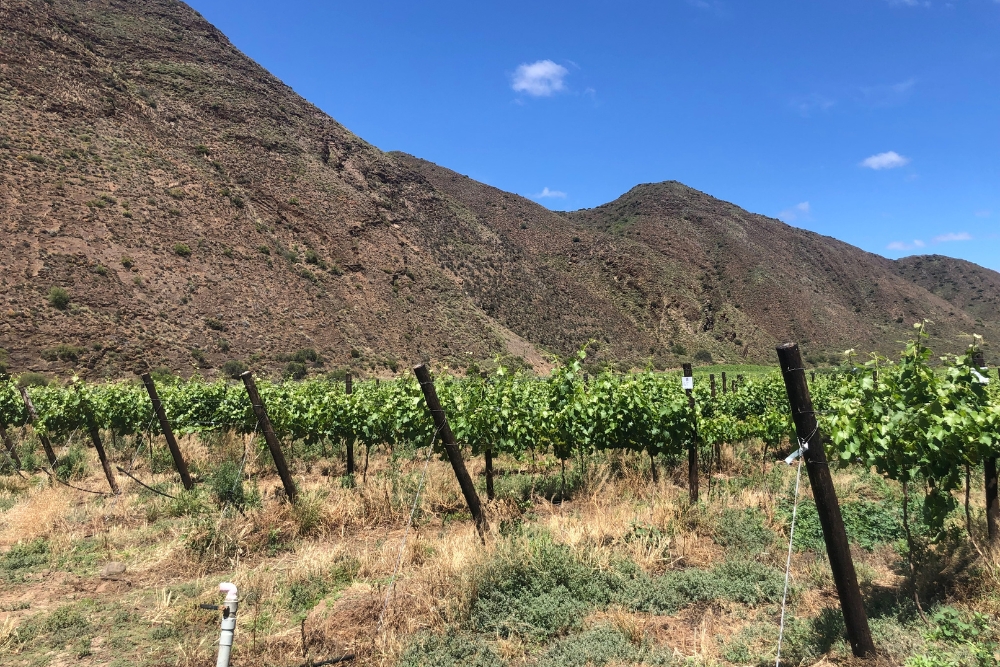 Montagu White Cultivar Demo