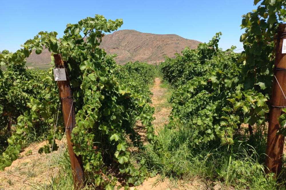 Moreson Sauvignon Blanc Clone Demo