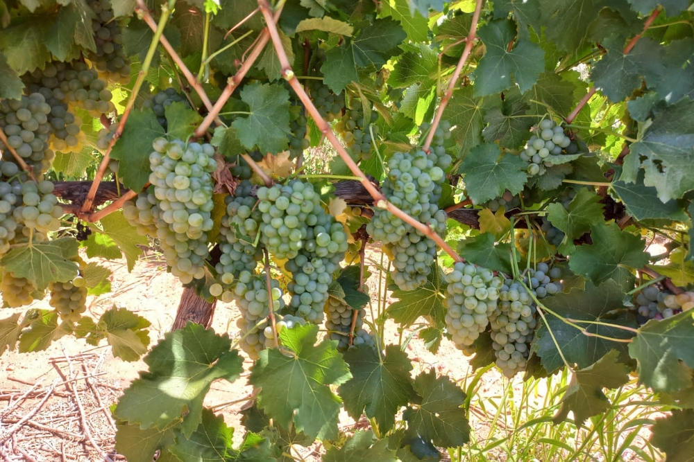 Moreson Sauvignon Blanc Clone Demo