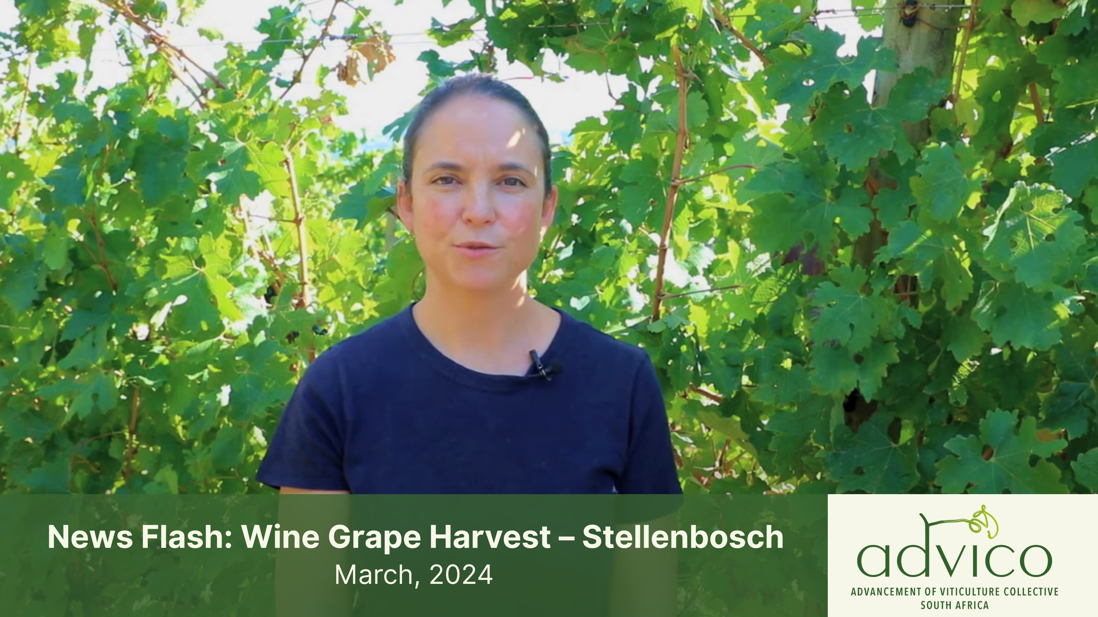 News Flash: Wine Grape Harvest March 2024 - Stellenbosch