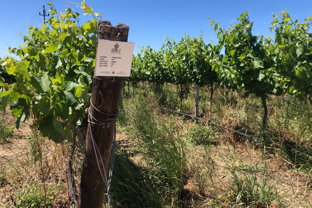 Olyvenhout Chenin Blanc Clone Demo