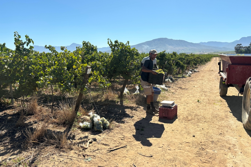Olyvenhout Chenin Blanc Clone Demo