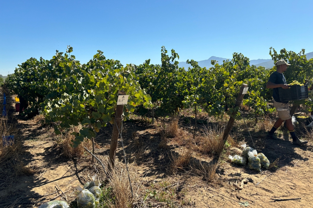 Olyvenhout Chenin Blanc Clone Demo