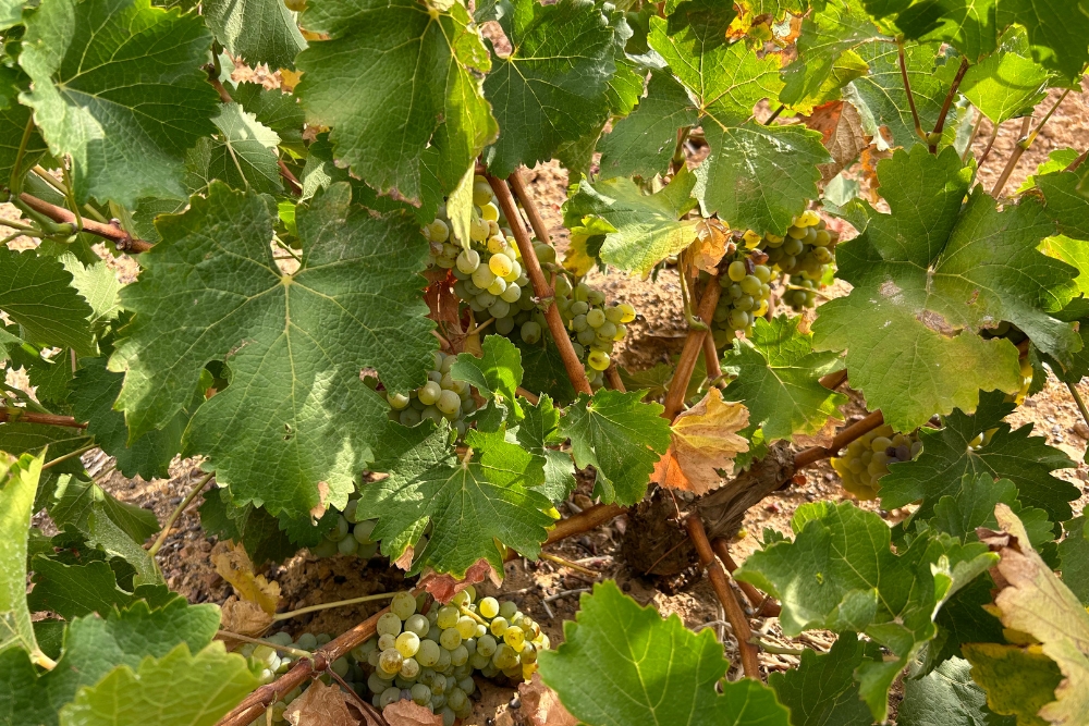 Otterkuil Rootstock Demo