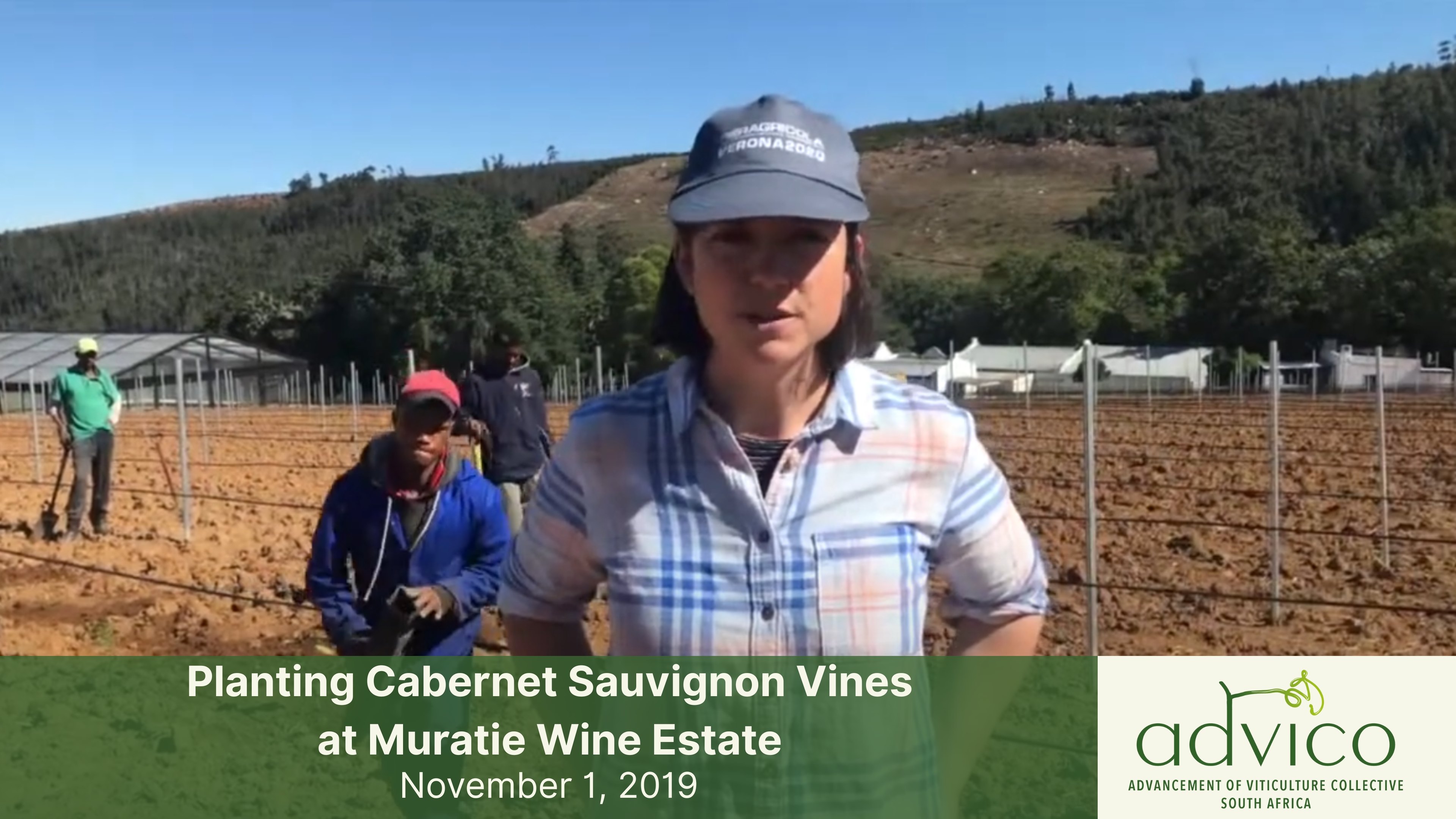 Planting Cabernet Sauvignon Vines at Muratie Wine Estate