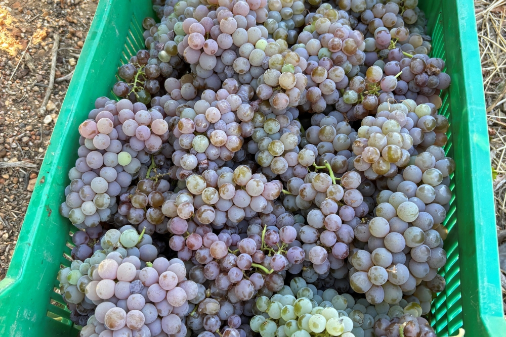 Sauvignon Gris Knolfontein White &amp; Red Cultivar Demo
