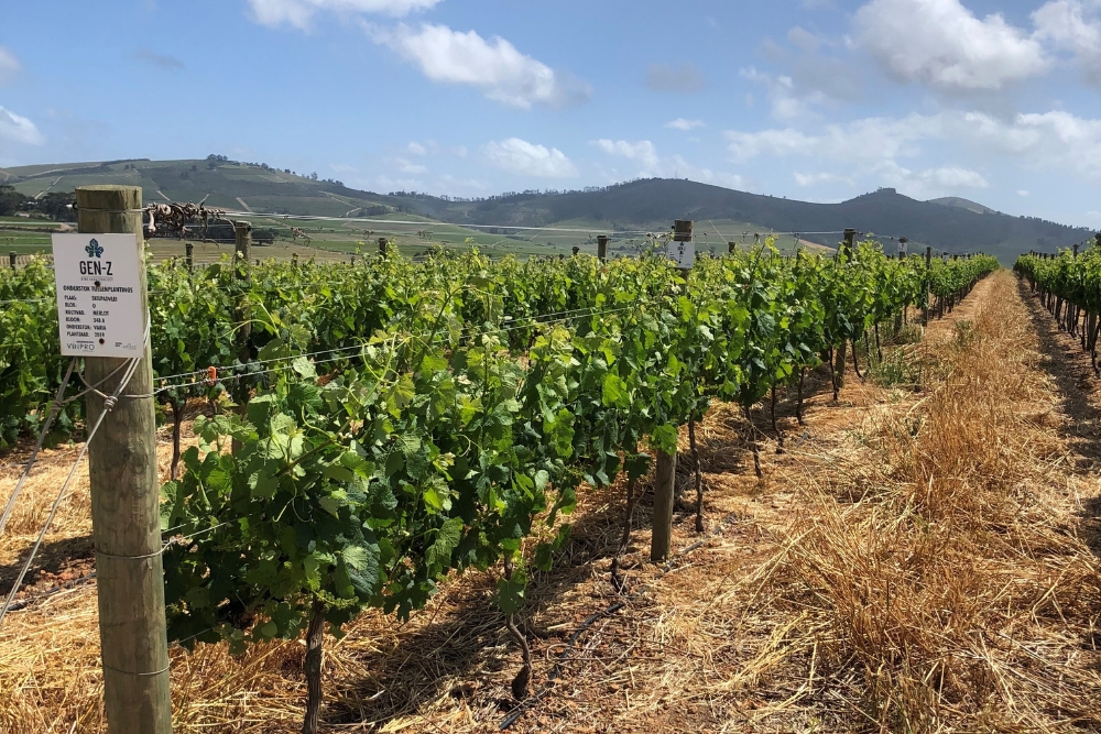 Skilpadvlei Merlot Rootstock Demo