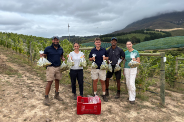 New Chardonnay clone demo at Creation Wines