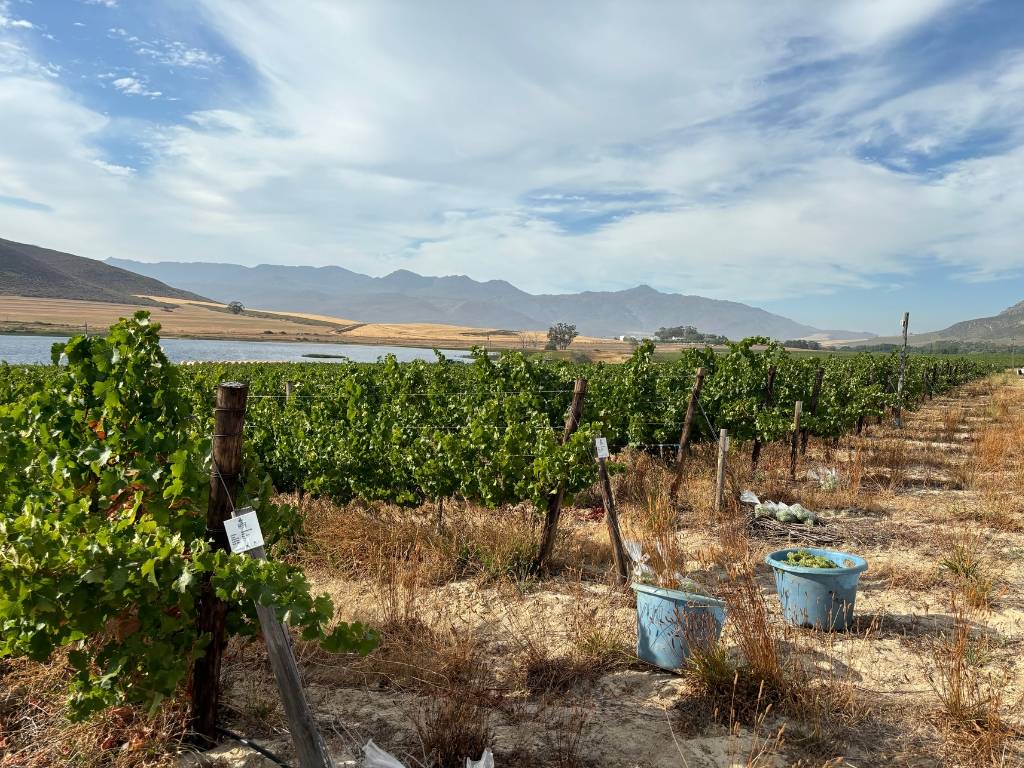 Jonkersrivier Sauvignon Blanc Rootstock Demo