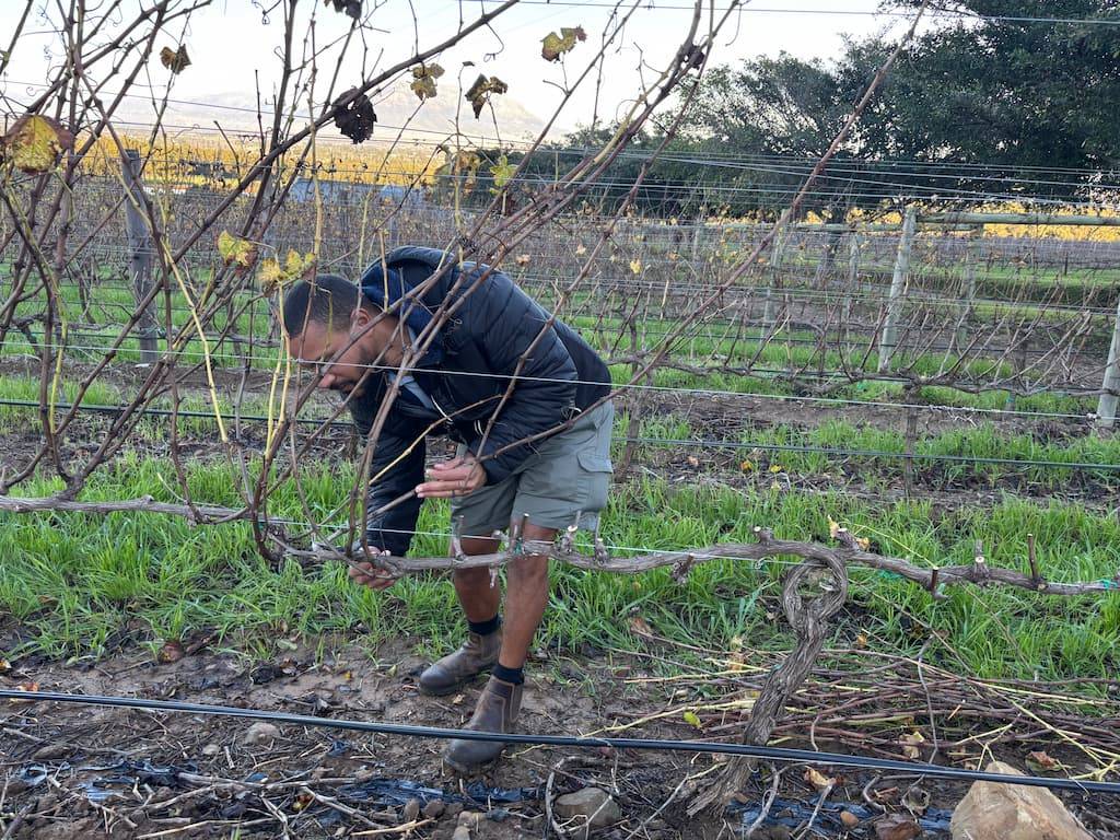 De Grendel Sauvignon Blanc Clone Demo