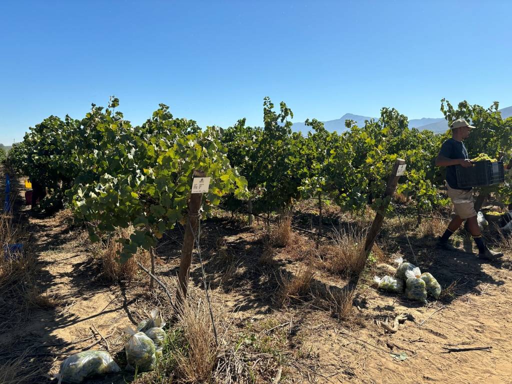 Olyvenhout Chenin Blanc Clone Demo